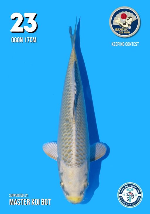 Lelang Koi Online, Jual Beli Ikan Koi, Pusat Jual Beli Koi, Info Lelang Koi Hari Ini, Platform Jual Beli Koi, Jual Beli Ikan Koi Online, Marketplace Ikan Koi, Jual Koi Terbaik, Tempat Beli Koi Berkualitas, Pasar Ikan Koi Online Terpercaya, Penjual Ikan Koi Terpercaya, Beli Koi Hias Online, Ikan Koi untuk Dijual, Koi Kualitas Terbaik, Toko Online Ikan Koi, Koi Hias Untuk Dijual, Jual Beli Ikan Koi Lokal, Koi Indonesia Online, Pusat Jual Beli Koi Terbesar
