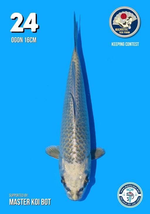 Lelang Koi Online, Jual Beli Ikan Koi, Pusat Jual Beli Koi, Info Lelang Koi Hari Ini, Platform Jual Beli Koi, Jual Beli Ikan Koi Online, Marketplace Ikan Koi, Jual Koi Terbaik, Tempat Beli Koi Berkualitas, Pasar Ikan Koi Online Terpercaya, Penjual Ikan Koi Terpercaya, Beli Koi Hias Online, Ikan Koi untuk Dijual, Koi Kualitas Terbaik, Toko Online Ikan Koi, Koi Hias Untuk Dijual, Jual Beli Ikan Koi Lokal, Koi Indonesia Online, Pusat Jual Beli Koi Terbesar