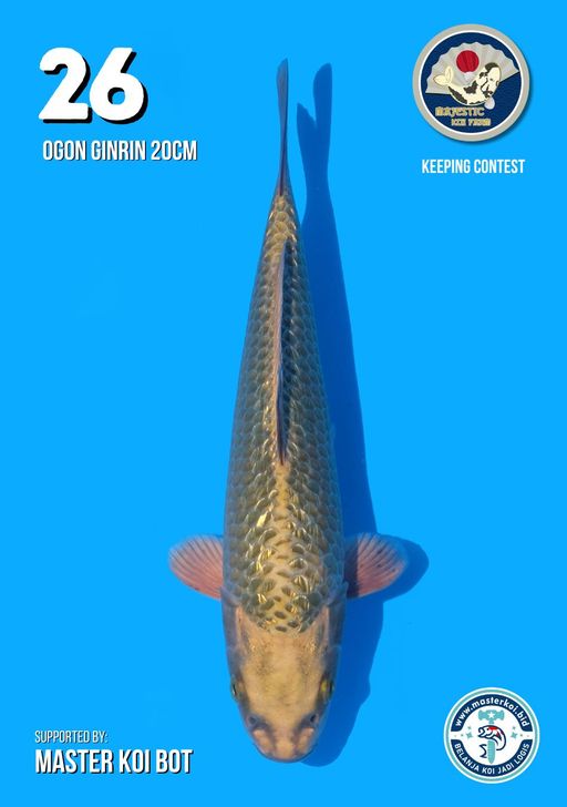 Lelang Koi Online, Jual Beli Ikan Koi, Pusat Jual Beli Koi, Info Lelang Koi Hari Ini, Platform Jual Beli Koi, Jual Beli Ikan Koi Online, Marketplace Ikan Koi, Jual Koi Terbaik, Tempat Beli Koi Berkualitas, Pasar Ikan Koi Online Terpercaya, Penjual Ikan Koi Terpercaya, Beli Koi Hias Online, Ikan Koi untuk Dijual, Koi Kualitas Terbaik, Toko Online Ikan Koi, Koi Hias Untuk Dijual, Jual Beli Ikan Koi Lokal, Koi Indonesia Online, Pusat Jual Beli Koi Terbesar