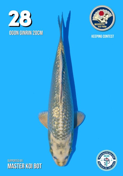 Lelang Koi Online, Jual Beli Ikan Koi, Pusat Jual Beli Koi, Info Lelang Koi Hari Ini, Platform Jual Beli Koi, Jual Beli Ikan Koi Online, Marketplace Ikan Koi, Jual Koi Terbaik, Tempat Beli Koi Berkualitas, Pasar Ikan Koi Online Terpercaya, Penjual Ikan Koi Terpercaya, Beli Koi Hias Online, Ikan Koi untuk Dijual, Koi Kualitas Terbaik, Toko Online Ikan Koi, Koi Hias Untuk Dijual, Jual Beli Ikan Koi Lokal, Koi Indonesia Online, Pusat Jual Beli Koi Terbesar