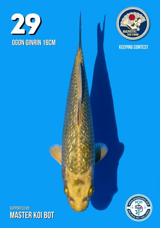 Lelang Koi Online, Jual Beli Ikan Koi, Pusat Jual Beli Koi, Info Lelang Koi Hari Ini, Platform Jual Beli Koi, Jual Beli Ikan Koi Online, Marketplace Ikan Koi, Jual Koi Terbaik, Tempat Beli Koi Berkualitas, Pasar Ikan Koi Online Terpercaya, Penjual Ikan Koi Terpercaya, Beli Koi Hias Online, Ikan Koi untuk Dijual, Koi Kualitas Terbaik, Toko Online Ikan Koi, Koi Hias Untuk Dijual, Jual Beli Ikan Koi Lokal, Koi Indonesia Online, Pusat Jual Beli Koi Terbesar