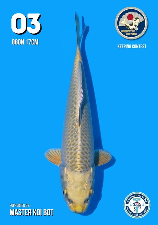 Lelang Koi Online, Jual Beli Ikan Koi, Pusat Jual Beli Koi, Info Lelang Koi Hari Ini, Platform Jual Beli Koi, Jual Beli Ikan Koi Online, Marketplace Ikan Koi, Jual Koi Terbaik, Tempat Beli Koi Berkualitas, Pasar Ikan Koi Online Terpercaya, Penjual Ikan Koi Terpercaya, Beli Koi Hias Online, Ikan Koi untuk Dijual, Koi Kualitas Terbaik, Toko Online Ikan Koi, Koi Hias Untuk Dijual, Jual Beli Ikan Koi Lokal, Koi Indonesia Online, Pusat Jual Beli Koi Terbesar