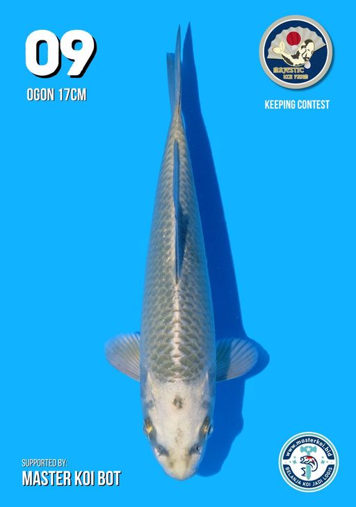 Lelang Koi Online, Jual Beli Ikan Koi, Pusat Jual Beli Koi, Info Lelang Koi Hari Ini, Platform Jual Beli Koi, Jual Beli Ikan Koi Online, Marketplace Ikan Koi, Jual Koi Terbaik, Tempat Beli Koi Berkualitas, Pasar Ikan Koi Online Terpercaya, Penjual Ikan Koi Terpercaya, Beli Koi Hias Online, Ikan Koi untuk Dijual, Koi Kualitas Terbaik, Toko Online Ikan Koi, Koi Hias Untuk Dijual, Jual Beli Ikan Koi Lokal, Koi Indonesia Online, Pusat Jual Beli Koi Terbesar