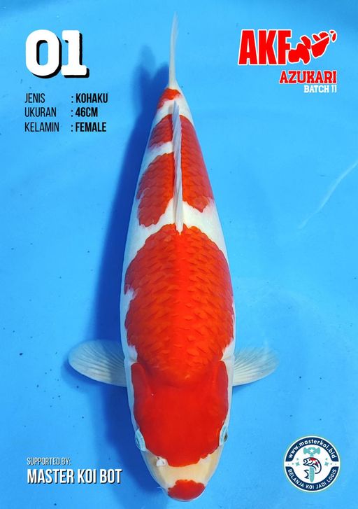 Lelang Koi Online, Jual Beli Ikan Koi, Pusat Jual Beli Koi, Info Lelang Koi Hari Ini, Platform Jual Beli Koi, Jual Beli Ikan Koi Online, Marketplace Ikan Koi, Jual Koi Terbaik, Tempat Beli Koi Berkualitas, Pasar Ikan Koi Online Terpercaya, Penjual Ikan Koi Terpercaya, Beli Koi Hias Online, Ikan Koi untuk Dijual, Koi Kualitas Terbaik, Toko Online Ikan Koi, Koi Hias Untuk Dijual, Jual Beli Ikan Koi Lokal, Koi Indonesia Online, Pusat Jual Beli Koi Terbesar