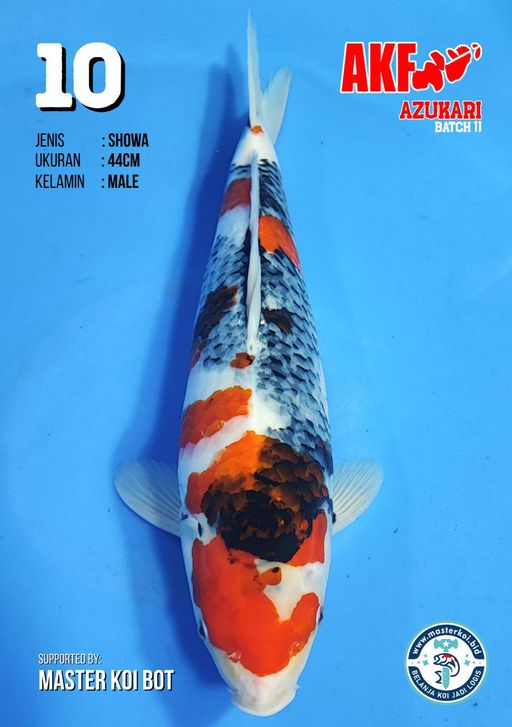 Lelang Koi Online, Jual Beli Ikan Koi, Pusat Jual Beli Koi, Info Lelang Koi Hari Ini, Platform Jual Beli Koi, Jual Beli Ikan Koi Online, Marketplace Ikan Koi, Jual Koi Terbaik, Tempat Beli Koi Berkualitas, Pasar Ikan Koi Online Terpercaya, Penjual Ikan Koi Terpercaya, Beli Koi Hias Online, Ikan Koi untuk Dijual, Koi Kualitas Terbaik, Toko Online Ikan Koi, Koi Hias Untuk Dijual, Jual Beli Ikan Koi Lokal, Koi Indonesia Online, Pusat Jual Beli Koi Terbesar