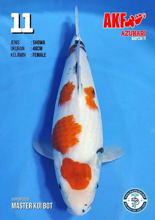 Lelang Koi Online, Jual Beli Ikan Koi, Pusat Jual Beli Koi, Info Lelang Koi Hari Ini, Platform Jual Beli Koi, Jual Beli Ikan Koi Online, Marketplace Ikan Koi, Jual Koi Terbaik, Tempat Beli Koi Berkualitas, Pasar Ikan Koi Online Terpercaya, Penjual Ikan Koi Terpercaya, Beli Koi Hias Online, Ikan Koi untuk Dijual, Koi Kualitas Terbaik, Toko Online Ikan Koi, Koi Hias Untuk Dijual, Jual Beli Ikan Koi Lokal, Koi Indonesia Online, Pusat Jual Beli Koi Terbesar