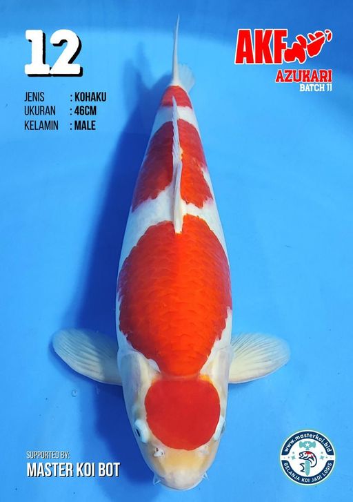 Lelang Koi Online, Jual Beli Ikan Koi, Pusat Jual Beli Koi, Info Lelang Koi Hari Ini, Platform Jual Beli Koi, Jual Beli Ikan Koi Online, Marketplace Ikan Koi, Jual Koi Terbaik, Tempat Beli Koi Berkualitas, Pasar Ikan Koi Online Terpercaya, Penjual Ikan Koi Terpercaya, Beli Koi Hias Online, Ikan Koi untuk Dijual, Koi Kualitas Terbaik, Toko Online Ikan Koi, Koi Hias Untuk Dijual, Jual Beli Ikan Koi Lokal, Koi Indonesia Online, Pusat Jual Beli Koi Terbesar