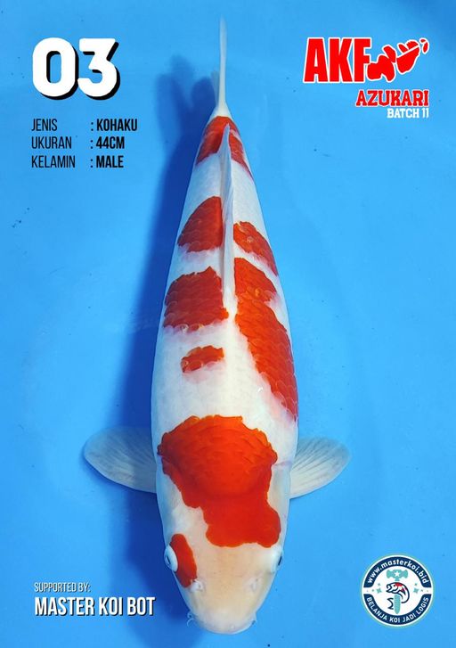 Lelang Koi Online, Jual Beli Ikan Koi, Pusat Jual Beli Koi, Info Lelang Koi Hari Ini, Platform Jual Beli Koi, Jual Beli Ikan Koi Online, Marketplace Ikan Koi, Jual Koi Terbaik, Tempat Beli Koi Berkualitas, Pasar Ikan Koi Online Terpercaya, Penjual Ikan Koi Terpercaya, Beli Koi Hias Online, Ikan Koi untuk Dijual, Koi Kualitas Terbaik, Toko Online Ikan Koi, Koi Hias Untuk Dijual, Jual Beli Ikan Koi Lokal, Koi Indonesia Online, Pusat Jual Beli Koi Terbesar