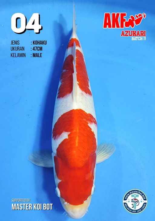 Lelang Koi Online, Jual Beli Ikan Koi, Pusat Jual Beli Koi, Info Lelang Koi Hari Ini, Platform Jual Beli Koi, Jual Beli Ikan Koi Online, Marketplace Ikan Koi, Jual Koi Terbaik, Tempat Beli Koi Berkualitas, Pasar Ikan Koi Online Terpercaya, Penjual Ikan Koi Terpercaya, Beli Koi Hias Online, Ikan Koi untuk Dijual, Koi Kualitas Terbaik, Toko Online Ikan Koi, Koi Hias Untuk Dijual, Jual Beli Ikan Koi Lokal, Koi Indonesia Online, Pusat Jual Beli Koi Terbesar