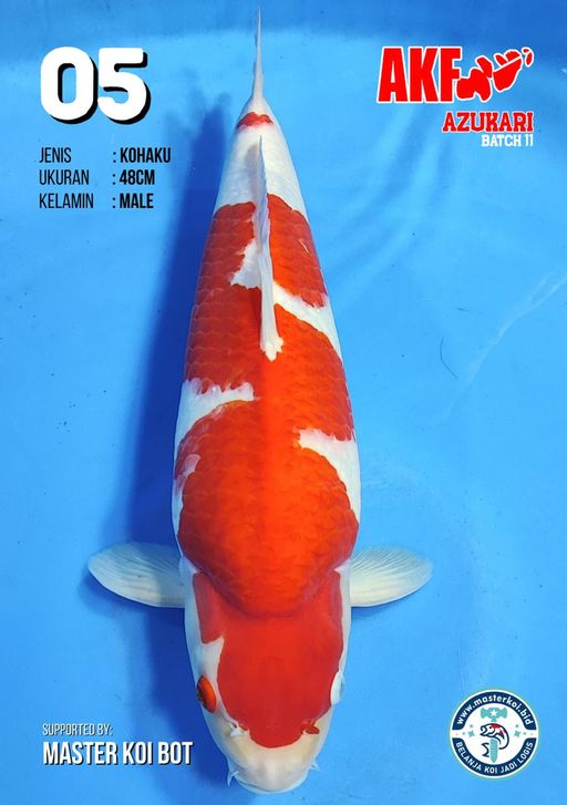 Lelang Koi Online, Jual Beli Ikan Koi, Pusat Jual Beli Koi, Info Lelang Koi Hari Ini, Platform Jual Beli Koi, Jual Beli Ikan Koi Online, Marketplace Ikan Koi, Jual Koi Terbaik, Tempat Beli Koi Berkualitas, Pasar Ikan Koi Online Terpercaya, Penjual Ikan Koi Terpercaya, Beli Koi Hias Online, Ikan Koi untuk Dijual, Koi Kualitas Terbaik, Toko Online Ikan Koi, Koi Hias Untuk Dijual, Jual Beli Ikan Koi Lokal, Koi Indonesia Online, Pusat Jual Beli Koi Terbesar