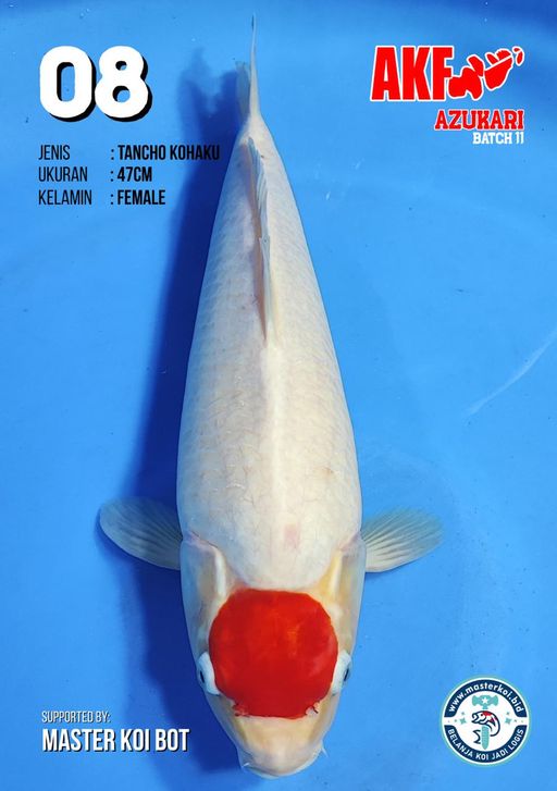 Lelang Koi Online, Jual Beli Ikan Koi, Pusat Jual Beli Koi, Info Lelang Koi Hari Ini, Platform Jual Beli Koi, Jual Beli Ikan Koi Online, Marketplace Ikan Koi, Jual Koi Terbaik, Tempat Beli Koi Berkualitas, Pasar Ikan Koi Online Terpercaya, Penjual Ikan Koi Terpercaya, Beli Koi Hias Online, Ikan Koi untuk Dijual, Koi Kualitas Terbaik, Toko Online Ikan Koi, Koi Hias Untuk Dijual, Jual Beli Ikan Koi Lokal, Koi Indonesia Online, Pusat Jual Beli Koi Terbesar