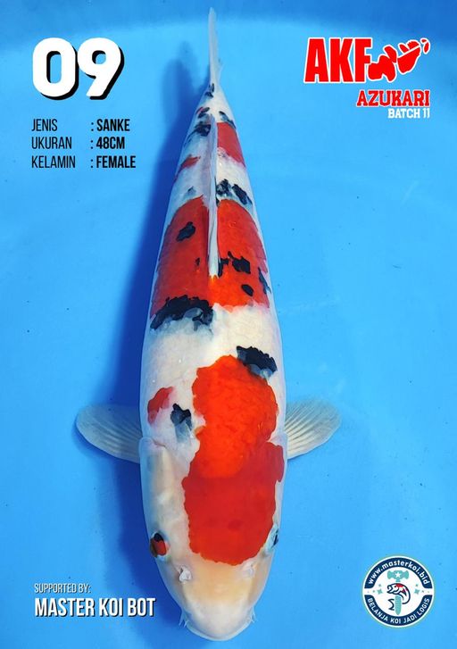 Lelang Koi Online, Jual Beli Ikan Koi, Pusat Jual Beli Koi, Info Lelang Koi Hari Ini, Platform Jual Beli Koi, Jual Beli Ikan Koi Online, Marketplace Ikan Koi, Jual Koi Terbaik, Tempat Beli Koi Berkualitas, Pasar Ikan Koi Online Terpercaya, Penjual Ikan Koi Terpercaya, Beli Koi Hias Online, Ikan Koi untuk Dijual, Koi Kualitas Terbaik, Toko Online Ikan Koi, Koi Hias Untuk Dijual, Jual Beli Ikan Koi Lokal, Koi Indonesia Online, Pusat Jual Beli Koi Terbesar