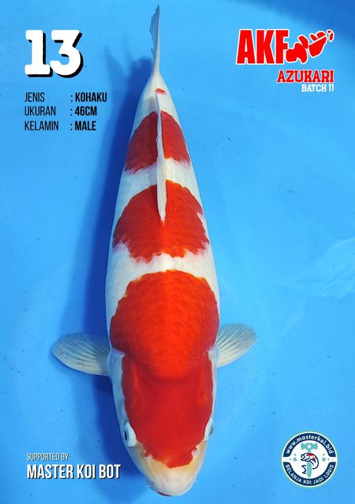 Lelang Koi Online, Jual Beli Ikan Koi, Pusat Jual Beli Koi, Info Lelang Koi Hari Ini, Platform Jual Beli Koi, Jual Beli Ikan Koi Online, Marketplace Ikan Koi, Jual Koi Terbaik, Tempat Beli Koi Berkualitas, Pasar Ikan Koi Online Terpercaya, Penjual Ikan Koi Terpercaya, Beli Koi Hias Online, Ikan Koi untuk Dijual, Koi Kualitas Terbaik, Toko Online Ikan Koi, Koi Hias Untuk Dijual, Jual Beli Ikan Koi Lokal, Koi Indonesia Online, Pusat Jual Beli Koi Terbesar