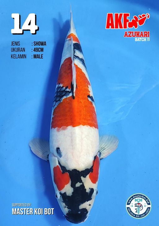 Lelang Koi Online, Jual Beli Ikan Koi, Pusat Jual Beli Koi, Info Lelang Koi Hari Ini, Platform Jual Beli Koi, Jual Beli Ikan Koi Online, Marketplace Ikan Koi, Jual Koi Terbaik, Tempat Beli Koi Berkualitas, Pasar Ikan Koi Online Terpercaya, Penjual Ikan Koi Terpercaya, Beli Koi Hias Online, Ikan Koi untuk Dijual, Koi Kualitas Terbaik, Toko Online Ikan Koi, Koi Hias Untuk Dijual, Jual Beli Ikan Koi Lokal, Koi Indonesia Online, Pusat Jual Beli Koi Terbesar