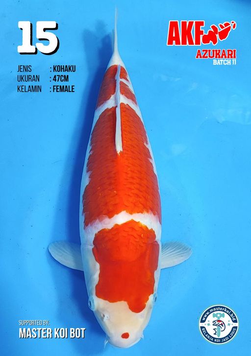 Lelang Koi Online, Jual Beli Ikan Koi, Pusat Jual Beli Koi, Info Lelang Koi Hari Ini, Platform Jual Beli Koi, Jual Beli Ikan Koi Online, Marketplace Ikan Koi, Jual Koi Terbaik, Tempat Beli Koi Berkualitas, Pasar Ikan Koi Online Terpercaya, Penjual Ikan Koi Terpercaya, Beli Koi Hias Online, Ikan Koi untuk Dijual, Koi Kualitas Terbaik, Toko Online Ikan Koi, Koi Hias Untuk Dijual, Jual Beli Ikan Koi Lokal, Koi Indonesia Online, Pusat Jual Beli Koi Terbesar
