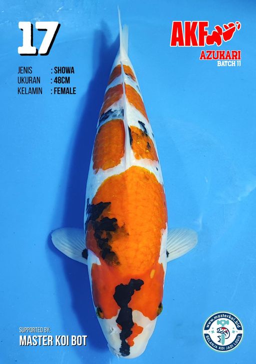 Lelang Koi Online, Jual Beli Ikan Koi, Pusat Jual Beli Koi, Info Lelang Koi Hari Ini, Platform Jual Beli Koi, Jual Beli Ikan Koi Online, Marketplace Ikan Koi, Jual Koi Terbaik, Tempat Beli Koi Berkualitas, Pasar Ikan Koi Online Terpercaya, Penjual Ikan Koi Terpercaya, Beli Koi Hias Online, Ikan Koi untuk Dijual, Koi Kualitas Terbaik, Toko Online Ikan Koi, Koi Hias Untuk Dijual, Jual Beli Ikan Koi Lokal, Koi Indonesia Online, Pusat Jual Beli Koi Terbesar