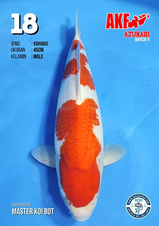 Lelang Koi Online, Jual Beli Ikan Koi, Pusat Jual Beli Koi, Info Lelang Koi Hari Ini, Platform Jual Beli Koi, Jual Beli Ikan Koi Online, Marketplace Ikan Koi, Jual Koi Terbaik, Tempat Beli Koi Berkualitas, Pasar Ikan Koi Online Terpercaya, Penjual Ikan Koi Terpercaya, Beli Koi Hias Online, Ikan Koi untuk Dijual, Koi Kualitas Terbaik, Toko Online Ikan Koi, Koi Hias Untuk Dijual, Jual Beli Ikan Koi Lokal, Koi Indonesia Online, Pusat Jual Beli Koi Terbesar