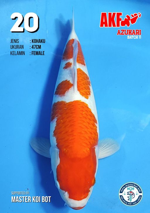 Lelang Koi Online, Jual Beli Ikan Koi, Pusat Jual Beli Koi, Info Lelang Koi Hari Ini, Platform Jual Beli Koi, Jual Beli Ikan Koi Online, Marketplace Ikan Koi, Jual Koi Terbaik, Tempat Beli Koi Berkualitas, Pasar Ikan Koi Online Terpercaya, Penjual Ikan Koi Terpercaya, Beli Koi Hias Online, Ikan Koi untuk Dijual, Koi Kualitas Terbaik, Toko Online Ikan Koi, Koi Hias Untuk Dijual, Jual Beli Ikan Koi Lokal, Koi Indonesia Online, Pusat Jual Beli Koi Terbesar