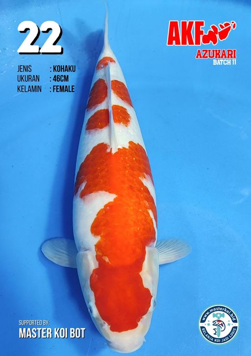 Lelang Koi Online, Jual Beli Ikan Koi, Pusat Jual Beli Koi, Info Lelang Koi Hari Ini, Platform Jual Beli Koi, Jual Beli Ikan Koi Online, Marketplace Ikan Koi, Jual Koi Terbaik, Tempat Beli Koi Berkualitas, Pasar Ikan Koi Online Terpercaya, Penjual Ikan Koi Terpercaya, Beli Koi Hias Online, Ikan Koi untuk Dijual, Koi Kualitas Terbaik, Toko Online Ikan Koi, Koi Hias Untuk Dijual, Jual Beli Ikan Koi Lokal, Koi Indonesia Online, Pusat Jual Beli Koi Terbesar