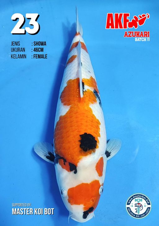 Lelang Koi Online, Jual Beli Ikan Koi, Pusat Jual Beli Koi, Info Lelang Koi Hari Ini, Platform Jual Beli Koi, Jual Beli Ikan Koi Online, Marketplace Ikan Koi, Jual Koi Terbaik, Tempat Beli Koi Berkualitas, Pasar Ikan Koi Online Terpercaya, Penjual Ikan Koi Terpercaya, Beli Koi Hias Online, Ikan Koi untuk Dijual, Koi Kualitas Terbaik, Toko Online Ikan Koi, Koi Hias Untuk Dijual, Jual Beli Ikan Koi Lokal, Koi Indonesia Online, Pusat Jual Beli Koi Terbesar
