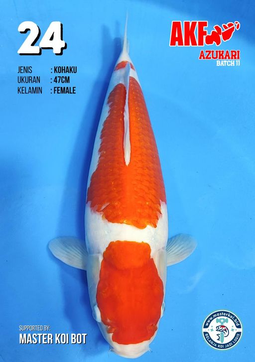 Lelang Koi Online, Jual Beli Ikan Koi, Pusat Jual Beli Koi, Info Lelang Koi Hari Ini, Platform Jual Beli Koi, Jual Beli Ikan Koi Online, Marketplace Ikan Koi, Jual Koi Terbaik, Tempat Beli Koi Berkualitas, Pasar Ikan Koi Online Terpercaya, Penjual Ikan Koi Terpercaya, Beli Koi Hias Online, Ikan Koi untuk Dijual, Koi Kualitas Terbaik, Toko Online Ikan Koi, Koi Hias Untuk Dijual, Jual Beli Ikan Koi Lokal, Koi Indonesia Online, Pusat Jual Beli Koi Terbesar