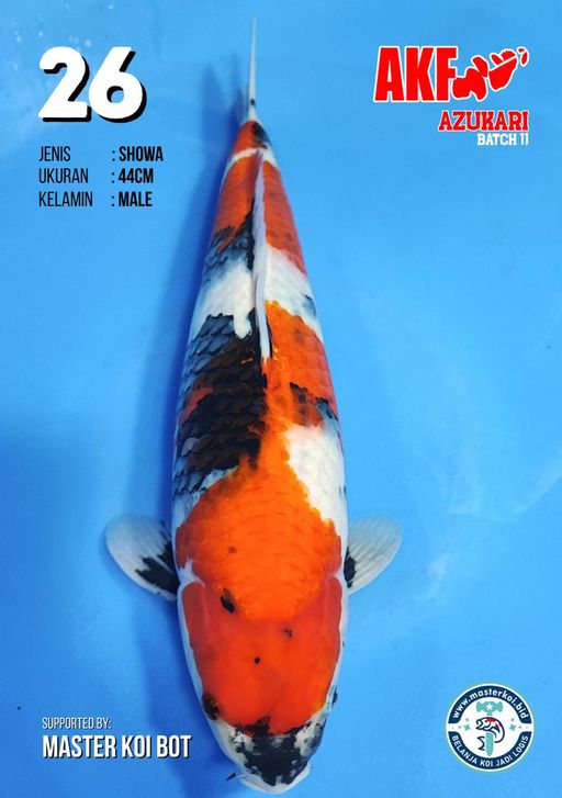 Lelang Koi Online, Jual Beli Ikan Koi, Pusat Jual Beli Koi, Info Lelang Koi Hari Ini, Platform Jual Beli Koi, Jual Beli Ikan Koi Online, Marketplace Ikan Koi, Jual Koi Terbaik, Tempat Beli Koi Berkualitas, Pasar Ikan Koi Online Terpercaya, Penjual Ikan Koi Terpercaya, Beli Koi Hias Online, Ikan Koi untuk Dijual, Koi Kualitas Terbaik, Toko Online Ikan Koi, Koi Hias Untuk Dijual, Jual Beli Ikan Koi Lokal, Koi Indonesia Online, Pusat Jual Beli Koi Terbesar
