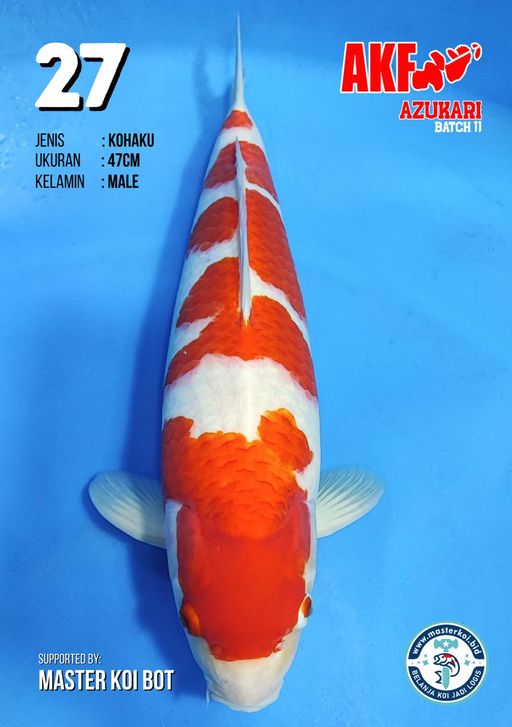 Lelang Koi Online, Jual Beli Ikan Koi, Pusat Jual Beli Koi, Info Lelang Koi Hari Ini, Platform Jual Beli Koi, Jual Beli Ikan Koi Online, Marketplace Ikan Koi, Jual Koi Terbaik, Tempat Beli Koi Berkualitas, Pasar Ikan Koi Online Terpercaya, Penjual Ikan Koi Terpercaya, Beli Koi Hias Online, Ikan Koi untuk Dijual, Koi Kualitas Terbaik, Toko Online Ikan Koi, Koi Hias Untuk Dijual, Jual Beli Ikan Koi Lokal, Koi Indonesia Online, Pusat Jual Beli Koi Terbesar