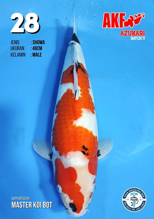 Lelang Koi Online, Jual Beli Ikan Koi, Pusat Jual Beli Koi, Info Lelang Koi Hari Ini, Platform Jual Beli Koi, Jual Beli Ikan Koi Online, Marketplace Ikan Koi, Jual Koi Terbaik, Tempat Beli Koi Berkualitas, Pasar Ikan Koi Online Terpercaya, Penjual Ikan Koi Terpercaya, Beli Koi Hias Online, Ikan Koi untuk Dijual, Koi Kualitas Terbaik, Toko Online Ikan Koi, Koi Hias Untuk Dijual, Jual Beli Ikan Koi Lokal, Koi Indonesia Online, Pusat Jual Beli Koi Terbesar