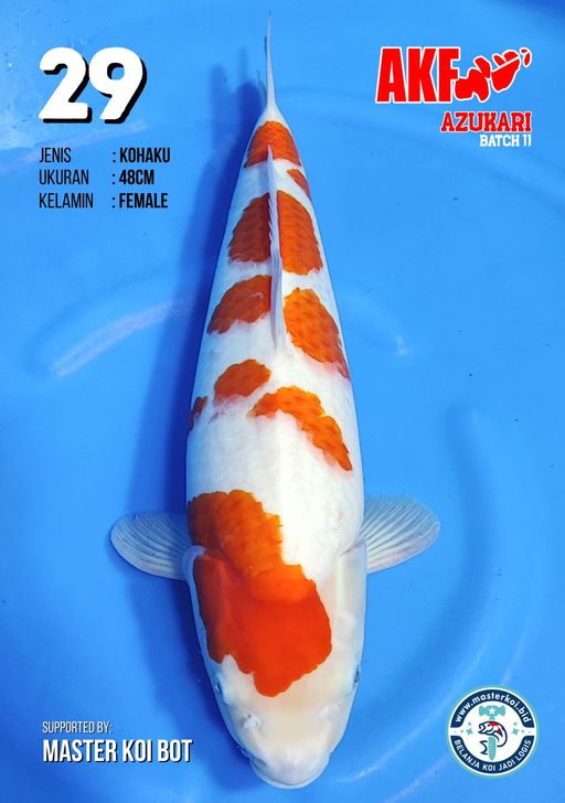 Lelang Koi Online, Jual Beli Ikan Koi, Pusat Jual Beli Koi, Info Lelang Koi Hari Ini, Platform Jual Beli Koi, Jual Beli Ikan Koi Online, Marketplace Ikan Koi, Jual Koi Terbaik, Tempat Beli Koi Berkualitas, Pasar Ikan Koi Online Terpercaya, Penjual Ikan Koi Terpercaya, Beli Koi Hias Online, Ikan Koi untuk Dijual, Koi Kualitas Terbaik, Toko Online Ikan Koi, Koi Hias Untuk Dijual, Jual Beli Ikan Koi Lokal, Koi Indonesia Online, Pusat Jual Beli Koi Terbesar