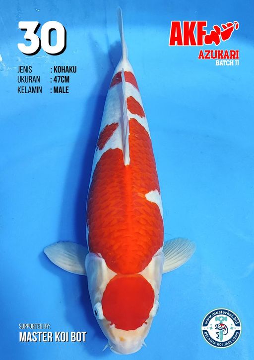 Lelang Koi Online, Jual Beli Ikan Koi, Pusat Jual Beli Koi, Info Lelang Koi Hari Ini, Platform Jual Beli Koi, Jual Beli Ikan Koi Online, Marketplace Ikan Koi, Jual Koi Terbaik, Tempat Beli Koi Berkualitas, Pasar Ikan Koi Online Terpercaya, Penjual Ikan Koi Terpercaya, Beli Koi Hias Online, Ikan Koi untuk Dijual, Koi Kualitas Terbaik, Toko Online Ikan Koi, Koi Hias Untuk Dijual, Jual Beli Ikan Koi Lokal, Koi Indonesia Online, Pusat Jual Beli Koi Terbesar
