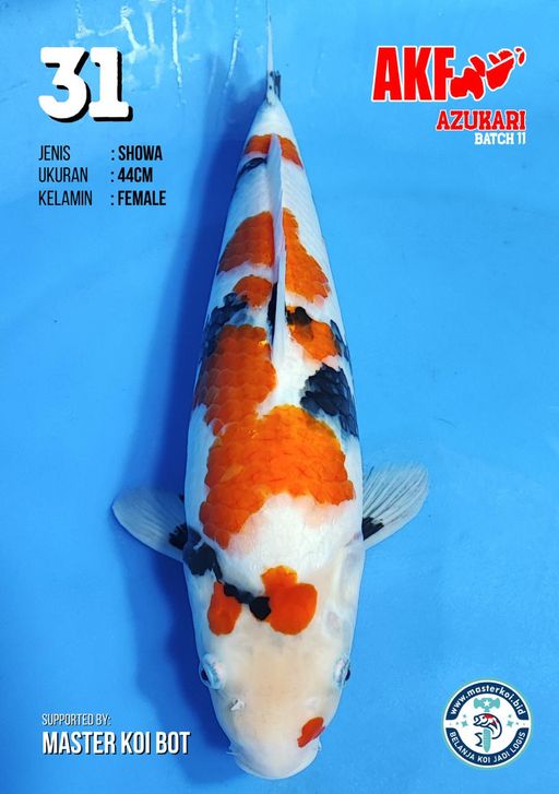Lelang Koi Online, Jual Beli Ikan Koi, Pusat Jual Beli Koi, Info Lelang Koi Hari Ini, Platform Jual Beli Koi, Jual Beli Ikan Koi Online, Marketplace Ikan Koi, Jual Koi Terbaik, Tempat Beli Koi Berkualitas, Pasar Ikan Koi Online Terpercaya, Penjual Ikan Koi Terpercaya, Beli Koi Hias Online, Ikan Koi untuk Dijual, Koi Kualitas Terbaik, Toko Online Ikan Koi, Koi Hias Untuk Dijual, Jual Beli Ikan Koi Lokal, Koi Indonesia Online, Pusat Jual Beli Koi Terbesar