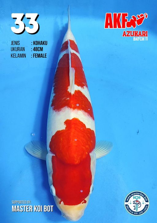 Lelang Koi Online, Jual Beli Ikan Koi, Pusat Jual Beli Koi, Info Lelang Koi Hari Ini, Platform Jual Beli Koi, Jual Beli Ikan Koi Online, Marketplace Ikan Koi, Jual Koi Terbaik, Tempat Beli Koi Berkualitas, Pasar Ikan Koi Online Terpercaya, Penjual Ikan Koi Terpercaya, Beli Koi Hias Online, Ikan Koi untuk Dijual, Koi Kualitas Terbaik, Toko Online Ikan Koi, Koi Hias Untuk Dijual, Jual Beli Ikan Koi Lokal, Koi Indonesia Online, Pusat Jual Beli Koi Terbesar