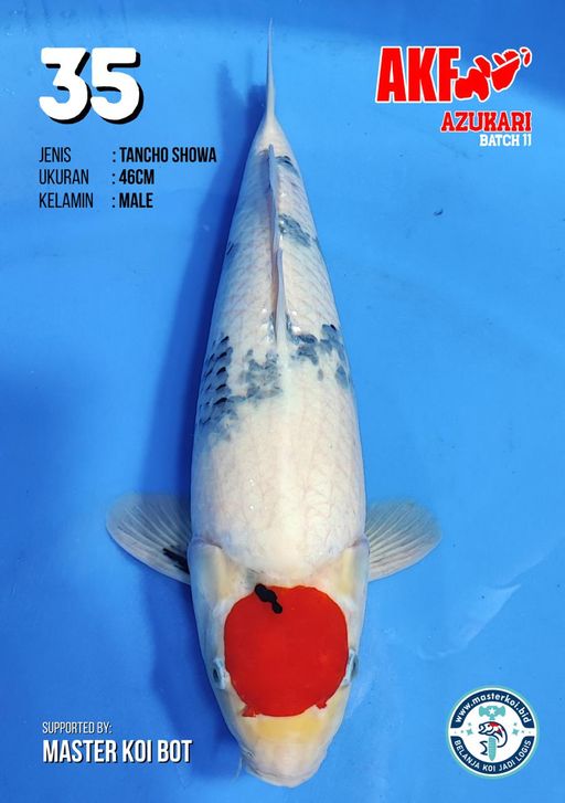 Lelang Koi Online, Jual Beli Ikan Koi, Pusat Jual Beli Koi, Info Lelang Koi Hari Ini, Platform Jual Beli Koi, Jual Beli Ikan Koi Online, Marketplace Ikan Koi, Jual Koi Terbaik, Tempat Beli Koi Berkualitas, Pasar Ikan Koi Online Terpercaya, Penjual Ikan Koi Terpercaya, Beli Koi Hias Online, Ikan Koi untuk Dijual, Koi Kualitas Terbaik, Toko Online Ikan Koi, Koi Hias Untuk Dijual, Jual Beli Ikan Koi Lokal, Koi Indonesia Online, Pusat Jual Beli Koi Terbesar