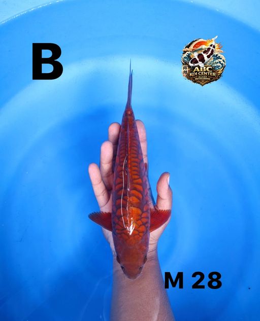Lelang Koi Online, Jual Beli Ikan Koi, Pusat Jual Beli Koi, Info Lelang Koi Hari Ini, Platform Jual Beli Koi, Jual Beli Ikan Koi Online, Marketplace Ikan Koi, Jual Koi Terbaik, Tempat Beli Koi Berkualitas, Pasar Ikan Koi Online Terpercaya, Penjual Ikan Koi Terpercaya, Beli Koi Hias Online, Ikan Koi untuk Dijual, Koi Kualitas Terbaik, Toko Online Ikan Koi, Koi Hias Untuk Dijual, Jual Beli Ikan Koi Lokal, Koi Indonesia Online, Pusat Jual Beli Koi Terbesar