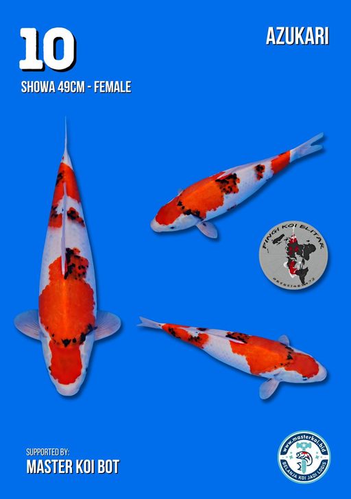 Lelang Koi Online, Jual Beli Ikan Koi, Pusat Jual Beli Koi, Info Lelang Koi Hari Ini, Platform Jual Beli Koi, Jual Beli Ikan Koi Online, Marketplace Ikan Koi, Jual Koi Terbaik, Tempat Beli Koi Berkualitas, Pasar Ikan Koi Online Terpercaya, Penjual Ikan Koi Terpercaya, Beli Koi Hias Online, Ikan Koi untuk Dijual, Koi Kualitas Terbaik, Toko Online Ikan Koi, Koi Hias Untuk Dijual, Jual Beli Ikan Koi Lokal, Koi Indonesia Online, Pusat Jual Beli Koi Terbesar