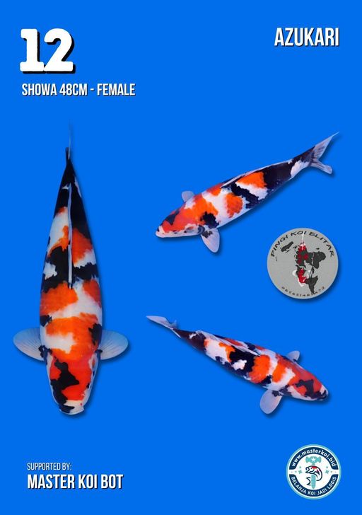 Lelang Koi Online, Jual Beli Ikan Koi, Pusat Jual Beli Koi, Info Lelang Koi Hari Ini, Platform Jual Beli Koi, Jual Beli Ikan Koi Online, Marketplace Ikan Koi, Jual Koi Terbaik, Tempat Beli Koi Berkualitas, Pasar Ikan Koi Online Terpercaya, Penjual Ikan Koi Terpercaya, Beli Koi Hias Online, Ikan Koi untuk Dijual, Koi Kualitas Terbaik, Toko Online Ikan Koi, Koi Hias Untuk Dijual, Jual Beli Ikan Koi Lokal, Koi Indonesia Online, Pusat Jual Beli Koi Terbesar