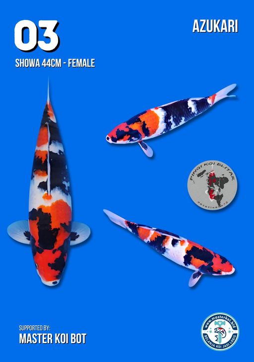 Lelang Koi Online, Jual Beli Ikan Koi, Pusat Jual Beli Koi, Info Lelang Koi Hari Ini, Platform Jual Beli Koi, Jual Beli Ikan Koi Online, Marketplace Ikan Koi, Jual Koi Terbaik, Tempat Beli Koi Berkualitas, Pasar Ikan Koi Online Terpercaya, Penjual Ikan Koi Terpercaya, Beli Koi Hias Online, Ikan Koi untuk Dijual, Koi Kualitas Terbaik, Toko Online Ikan Koi, Koi Hias Untuk Dijual, Jual Beli Ikan Koi Lokal, Koi Indonesia Online, Pusat Jual Beli Koi Terbesar