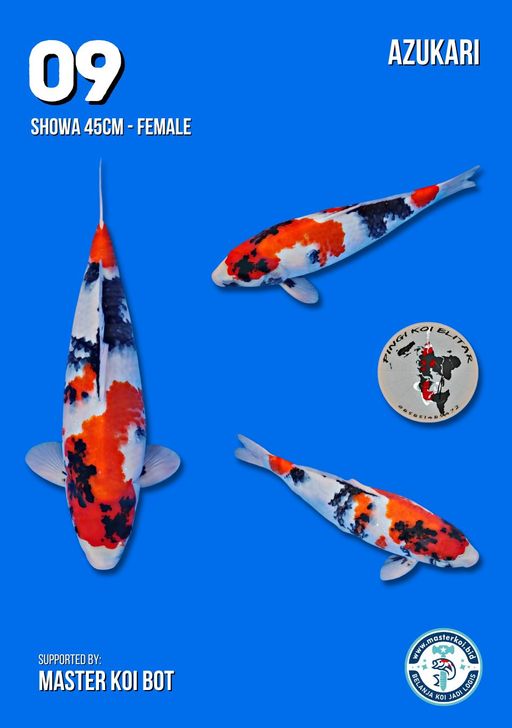 Lelang Koi Online, Jual Beli Ikan Koi, Pusat Jual Beli Koi, Info Lelang Koi Hari Ini, Platform Jual Beli Koi, Jual Beli Ikan Koi Online, Marketplace Ikan Koi, Jual Koi Terbaik, Tempat Beli Koi Berkualitas, Pasar Ikan Koi Online Terpercaya, Penjual Ikan Koi Terpercaya, Beli Koi Hias Online, Ikan Koi untuk Dijual, Koi Kualitas Terbaik, Toko Online Ikan Koi, Koi Hias Untuk Dijual, Jual Beli Ikan Koi Lokal, Koi Indonesia Online, Pusat Jual Beli Koi Terbesar