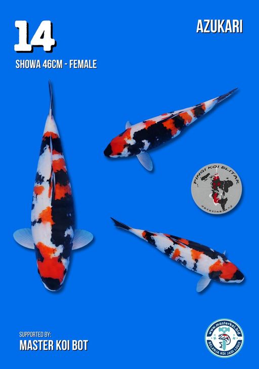 Lelang Koi Online, Jual Beli Ikan Koi, Pusat Jual Beli Koi, Info Lelang Koi Hari Ini, Platform Jual Beli Koi, Jual Beli Ikan Koi Online, Marketplace Ikan Koi, Jual Koi Terbaik, Tempat Beli Koi Berkualitas, Pasar Ikan Koi Online Terpercaya, Penjual Ikan Koi Terpercaya, Beli Koi Hias Online, Ikan Koi untuk Dijual, Koi Kualitas Terbaik, Toko Online Ikan Koi, Koi Hias Untuk Dijual, Jual Beli Ikan Koi Lokal, Koi Indonesia Online, Pusat Jual Beli Koi Terbesar