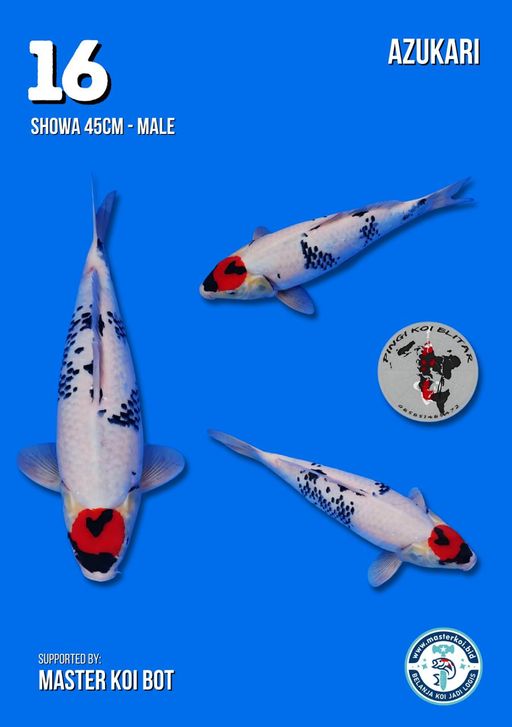 Lelang Koi Online, Jual Beli Ikan Koi, Pusat Jual Beli Koi, Info Lelang Koi Hari Ini, Platform Jual Beli Koi, Jual Beli Ikan Koi Online, Marketplace Ikan Koi, Jual Koi Terbaik, Tempat Beli Koi Berkualitas, Pasar Ikan Koi Online Terpercaya, Penjual Ikan Koi Terpercaya, Beli Koi Hias Online, Ikan Koi untuk Dijual, Koi Kualitas Terbaik, Toko Online Ikan Koi, Koi Hias Untuk Dijual, Jual Beli Ikan Koi Lokal, Koi Indonesia Online, Pusat Jual Beli Koi Terbesar