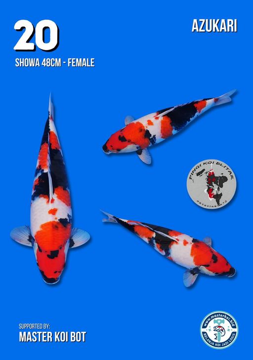 Lelang Koi Online, Jual Beli Ikan Koi, Pusat Jual Beli Koi, Info Lelang Koi Hari Ini, Platform Jual Beli Koi, Jual Beli Ikan Koi Online, Marketplace Ikan Koi, Jual Koi Terbaik, Tempat Beli Koi Berkualitas, Pasar Ikan Koi Online Terpercaya, Penjual Ikan Koi Terpercaya, Beli Koi Hias Online, Ikan Koi untuk Dijual, Koi Kualitas Terbaik, Toko Online Ikan Koi, Koi Hias Untuk Dijual, Jual Beli Ikan Koi Lokal, Koi Indonesia Online, Pusat Jual Beli Koi Terbesar