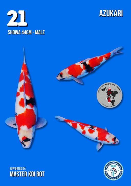 Lelang Koi Online, Jual Beli Ikan Koi, Pusat Jual Beli Koi, Info Lelang Koi Hari Ini, Platform Jual Beli Koi, Jual Beli Ikan Koi Online, Marketplace Ikan Koi, Jual Koi Terbaik, Tempat Beli Koi Berkualitas, Pasar Ikan Koi Online Terpercaya, Penjual Ikan Koi Terpercaya, Beli Koi Hias Online, Ikan Koi untuk Dijual, Koi Kualitas Terbaik, Toko Online Ikan Koi, Koi Hias Untuk Dijual, Jual Beli Ikan Koi Lokal, Koi Indonesia Online, Pusat Jual Beli Koi Terbesar