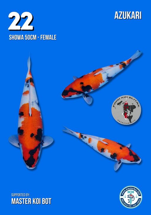 Lelang Koi Online, Jual Beli Ikan Koi, Pusat Jual Beli Koi, Info Lelang Koi Hari Ini, Platform Jual Beli Koi, Jual Beli Ikan Koi Online, Marketplace Ikan Koi, Jual Koi Terbaik, Tempat Beli Koi Berkualitas, Pasar Ikan Koi Online Terpercaya, Penjual Ikan Koi Terpercaya, Beli Koi Hias Online, Ikan Koi untuk Dijual, Koi Kualitas Terbaik, Toko Online Ikan Koi, Koi Hias Untuk Dijual, Jual Beli Ikan Koi Lokal, Koi Indonesia Online, Pusat Jual Beli Koi Terbesar