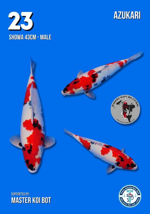 Lelang Koi Online, Jual Beli Ikan Koi, Pusat Jual Beli Koi, Info Lelang Koi Hari Ini, Platform Jual Beli Koi, Jual Beli Ikan Koi Online, Marketplace Ikan Koi, Jual Koi Terbaik, Tempat Beli Koi Berkualitas, Pasar Ikan Koi Online Terpercaya, Penjual Ikan Koi Terpercaya, Beli Koi Hias Online, Ikan Koi untuk Dijual, Koi Kualitas Terbaik, Toko Online Ikan Koi, Koi Hias Untuk Dijual, Jual Beli Ikan Koi Lokal, Koi Indonesia Online, Pusat Jual Beli Koi Terbesar