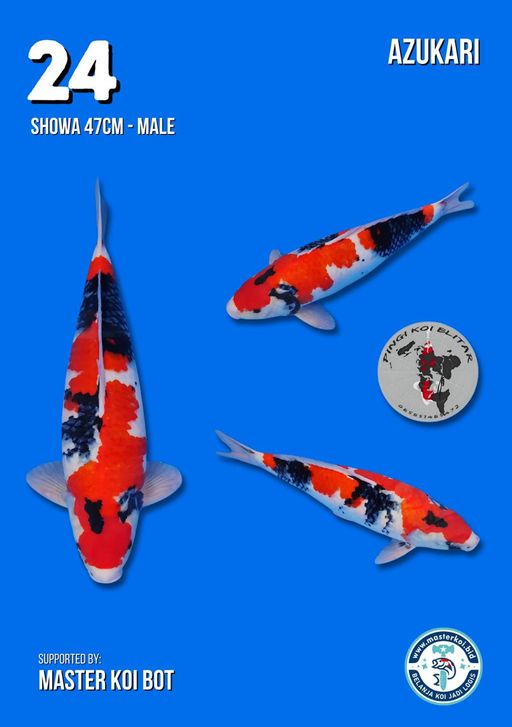 Lelang Koi Online, Jual Beli Ikan Koi, Pusat Jual Beli Koi, Info Lelang Koi Hari Ini, Platform Jual Beli Koi, Jual Beli Ikan Koi Online, Marketplace Ikan Koi, Jual Koi Terbaik, Tempat Beli Koi Berkualitas, Pasar Ikan Koi Online Terpercaya, Penjual Ikan Koi Terpercaya, Beli Koi Hias Online, Ikan Koi untuk Dijual, Koi Kualitas Terbaik, Toko Online Ikan Koi, Koi Hias Untuk Dijual, Jual Beli Ikan Koi Lokal, Koi Indonesia Online, Pusat Jual Beli Koi Terbesar