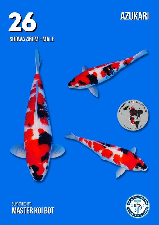 Lelang Koi Online, Jual Beli Ikan Koi, Pusat Jual Beli Koi, Info Lelang Koi Hari Ini, Platform Jual Beli Koi, Jual Beli Ikan Koi Online, Marketplace Ikan Koi, Jual Koi Terbaik, Tempat Beli Koi Berkualitas, Pasar Ikan Koi Online Terpercaya, Penjual Ikan Koi Terpercaya, Beli Koi Hias Online, Ikan Koi untuk Dijual, Koi Kualitas Terbaik, Toko Online Ikan Koi, Koi Hias Untuk Dijual, Jual Beli Ikan Koi Lokal, Koi Indonesia Online, Pusat Jual Beli Koi Terbesar