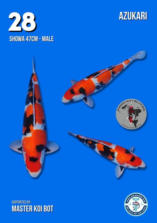 Lelang Koi Online, Jual Beli Ikan Koi, Pusat Jual Beli Koi, Info Lelang Koi Hari Ini, Platform Jual Beli Koi, Jual Beli Ikan Koi Online, Marketplace Ikan Koi, Jual Koi Terbaik, Tempat Beli Koi Berkualitas, Pasar Ikan Koi Online Terpercaya, Penjual Ikan Koi Terpercaya, Beli Koi Hias Online, Ikan Koi untuk Dijual, Koi Kualitas Terbaik, Toko Online Ikan Koi, Koi Hias Untuk Dijual, Jual Beli Ikan Koi Lokal, Koi Indonesia Online, Pusat Jual Beli Koi Terbesar