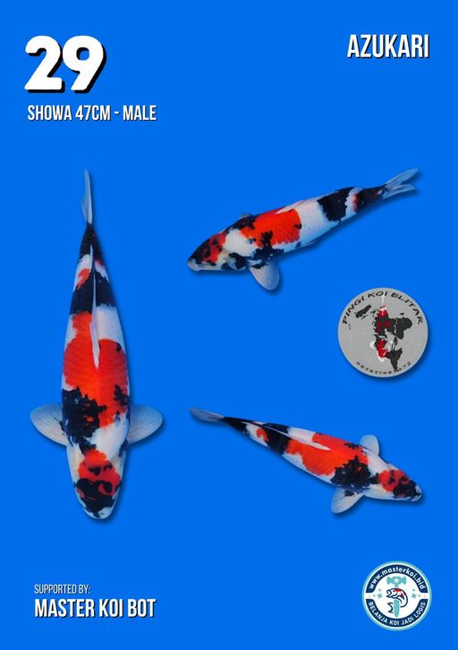 Lelang Koi Online, Jual Beli Ikan Koi, Pusat Jual Beli Koi, Info Lelang Koi Hari Ini, Platform Jual Beli Koi, Jual Beli Ikan Koi Online, Marketplace Ikan Koi, Jual Koi Terbaik, Tempat Beli Koi Berkualitas, Pasar Ikan Koi Online Terpercaya, Penjual Ikan Koi Terpercaya, Beli Koi Hias Online, Ikan Koi untuk Dijual, Koi Kualitas Terbaik, Toko Online Ikan Koi, Koi Hias Untuk Dijual, Jual Beli Ikan Koi Lokal, Koi Indonesia Online, Pusat Jual Beli Koi Terbesar