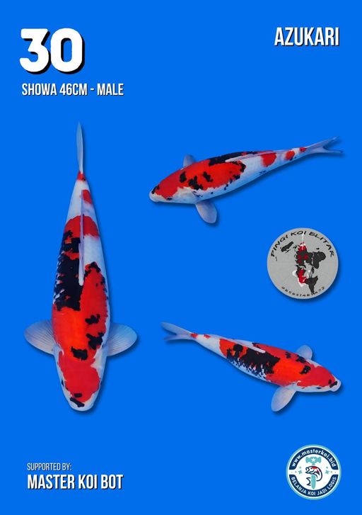 Lelang Koi Online, Jual Beli Ikan Koi, Pusat Jual Beli Koi, Info Lelang Koi Hari Ini, Platform Jual Beli Koi, Jual Beli Ikan Koi Online, Marketplace Ikan Koi, Jual Koi Terbaik, Tempat Beli Koi Berkualitas, Pasar Ikan Koi Online Terpercaya, Penjual Ikan Koi Terpercaya, Beli Koi Hias Online, Ikan Koi untuk Dijual, Koi Kualitas Terbaik, Toko Online Ikan Koi, Koi Hias Untuk Dijual, Jual Beli Ikan Koi Lokal, Koi Indonesia Online, Pusat Jual Beli Koi Terbesar