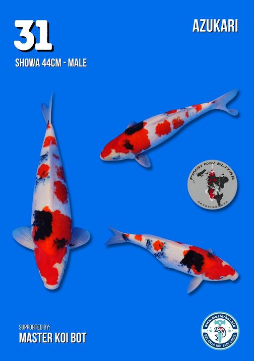 Lelang Koi Online, Jual Beli Ikan Koi, Pusat Jual Beli Koi, Info Lelang Koi Hari Ini, Platform Jual Beli Koi, Jual Beli Ikan Koi Online, Marketplace Ikan Koi, Jual Koi Terbaik, Tempat Beli Koi Berkualitas, Pasar Ikan Koi Online Terpercaya, Penjual Ikan Koi Terpercaya, Beli Koi Hias Online, Ikan Koi untuk Dijual, Koi Kualitas Terbaik, Toko Online Ikan Koi, Koi Hias Untuk Dijual, Jual Beli Ikan Koi Lokal, Koi Indonesia Online, Pusat Jual Beli Koi Terbesar